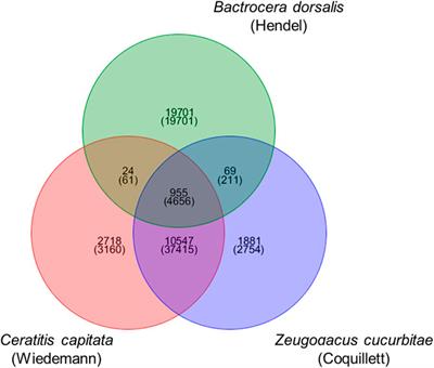 Comparative Genomic-Based Study of Reproduction-Related Genes in Three Fruit Fly Species